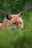 Red fox _ AN 0032
