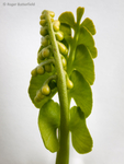 Moonwort