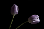 11Apr2013: Photo 101