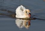 Mute Swan