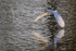 Snowy Egret flying low over water, Venice Rookery, Florida
