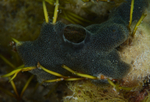 Diplosoma listerianum
