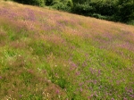 Sally Clark's Meadow