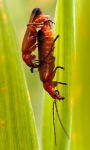 Common Red Soldier Beetle