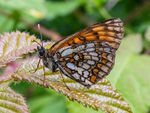 Heath Fritillary