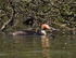 Great Crested Grebe
