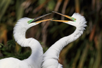 Great Egret pair interacting at nest, Gatorland, Florida