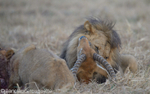 The kill