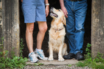 Dog Portrait Photography portfolio