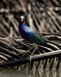 Purple Gallinule head on, Sierpe, Costa Rica
