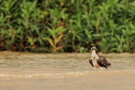 Osprey standing in shallow water, Rio Sao Lourenco, Brazil