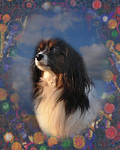 Pet Portraits portfolio