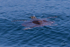 0A3A7839 Turtle Blowing Bubbles
