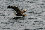 White-tailed Eagle
