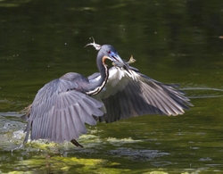 Tricolored Heron _0024