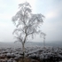 Beeley Moor Tree Frost 2