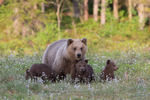 Mother and Spring Cubs