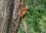Red Squirrel