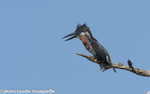 Giant kingfisher