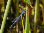 Azure Damselfly