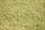 SBM_10413