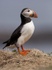 PUFFIN, ISLE OF MULL