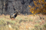 Fall Morning Mulie
