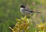 Sardinian Warbler