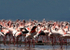 Lesser Flamingo