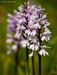 Common Spotted-orchid (03)