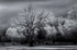 Hoar frost and fog Marlfield