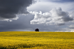Single Tree under Stormy Skies