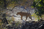 Tiger in jungle clearing at Ranthambore Natioal Park