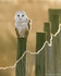 Barn Owl (Tyto alba)