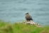 Great Skua