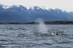 NZ027: Sperm whale blow