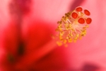 Red Hibiscus
