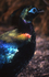 Himalayan Monal 02