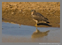 Pallid harrier (juvenile)