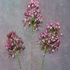 Alliums Cubed