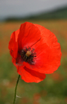 Poppy Flower _FL_027