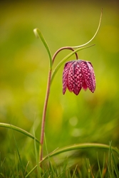 Wild Flowers (Lockdown in Spring) portfolio