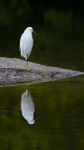 Snowy Egret