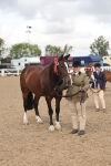 Class 17 - Prettiest Mare (IH or Ridden) portfolio