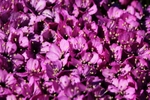 Purple Saxifrage 2599