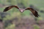 Black Kite flying front view, Catalonia, Spain