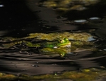 Edible Frog