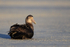 Southern Giant Petrel resting on beach, Volunteer Point, Falklands