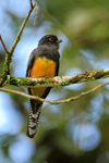 Violaceous Trogon portfolio
