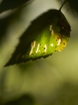 birch leaf